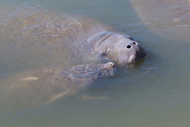 Dolphin & Manatee Kayaking Tour in Orlando Area - Pricing and Value