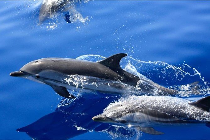 Dolphin Mini Cruise at Playa del Carmen - The Realities of the Tour