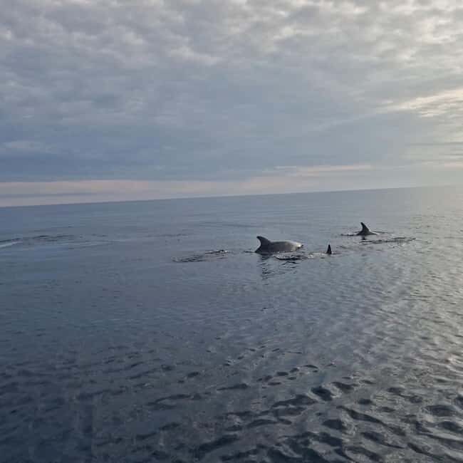 Dolphin private sunset tour Rovinj - What You Can Expect from the Rovinj Dolphin Sunset Tour