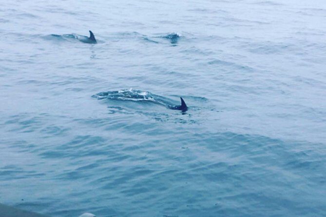 Dolphin Route - Final Thoughts