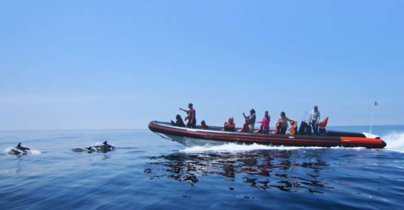 Dolphin Safari and Cave Tour in Vilamoura - What to Expect from the Tour
