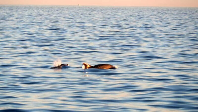 Dolphin Safari Boat Trip from Marina Funtana - Key Points