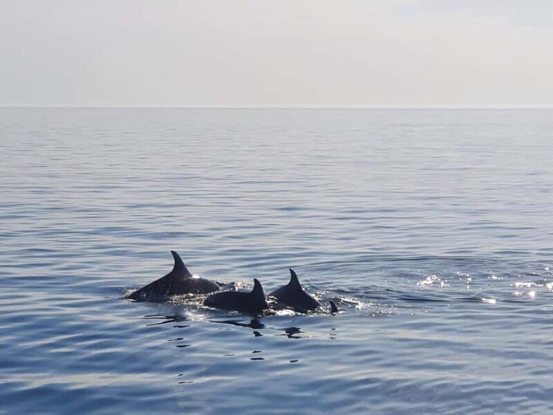 Dolphin Safari Boat Trip from Marina Funtana - The Reviews: Real Talk