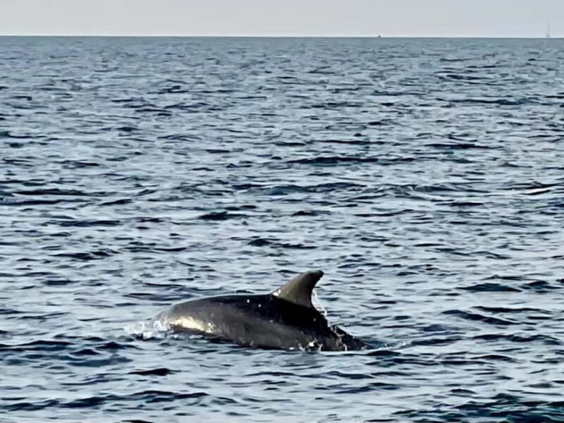 Dolphin Safari Boat Trip from Marina Funtana - FAQ
