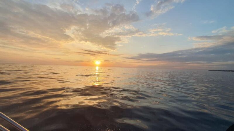 Dolphin safari every evening - Who will love this tour?
