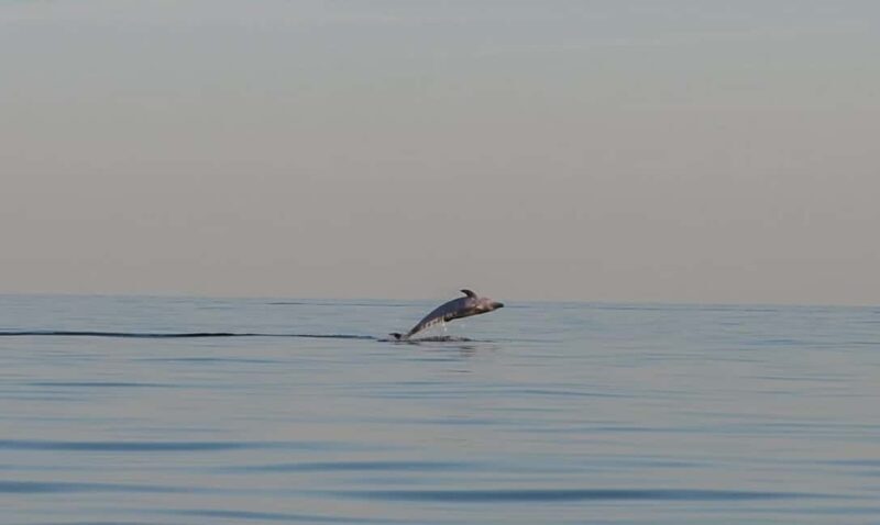 Dolphin safari every evening - FAQ