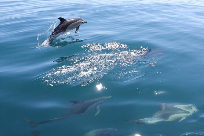 Dolphin Safari, São Rafael Caves & Coastline. - What You Can Expect from the Tour