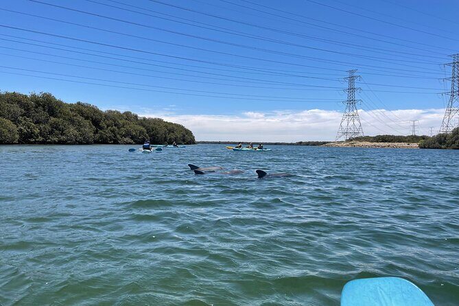 Dolphin Sanctuary Kayak Tour Adelaide - The Price and Value