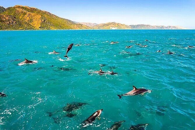 Dolphin, Sea Cave & Captain Cook Snorkel Combo in Kealakekua Bay - Key Points