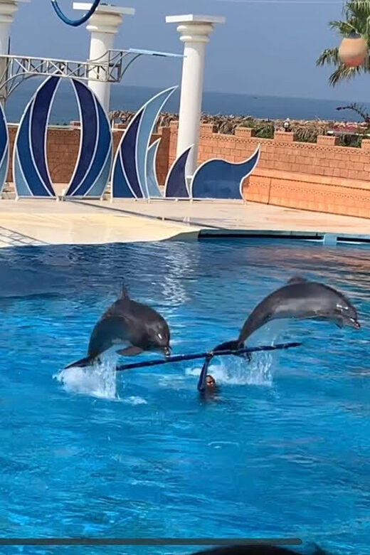 Dolphin Show Free Transfer From Alanya, Side, Kemer,Antalya - What the Tour Includes and How It Works
