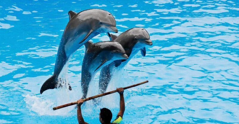 Dolphin Show Free Transfer From Alanya, Side, Kemer,Antalya - What Travelers Are Saying