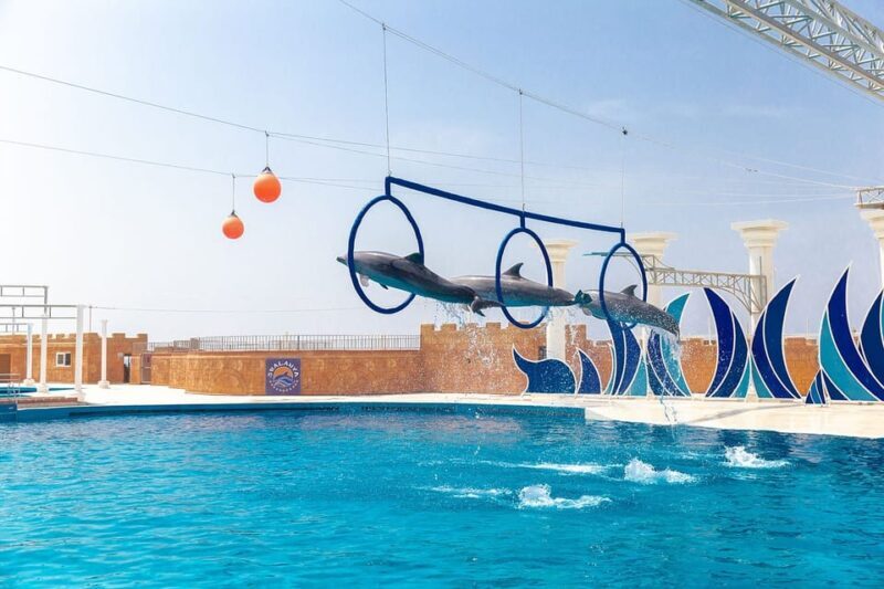 Dolphin Show Free Transfer From Alanya, Side, Kemer,Antalya - The Downsides and Considerations