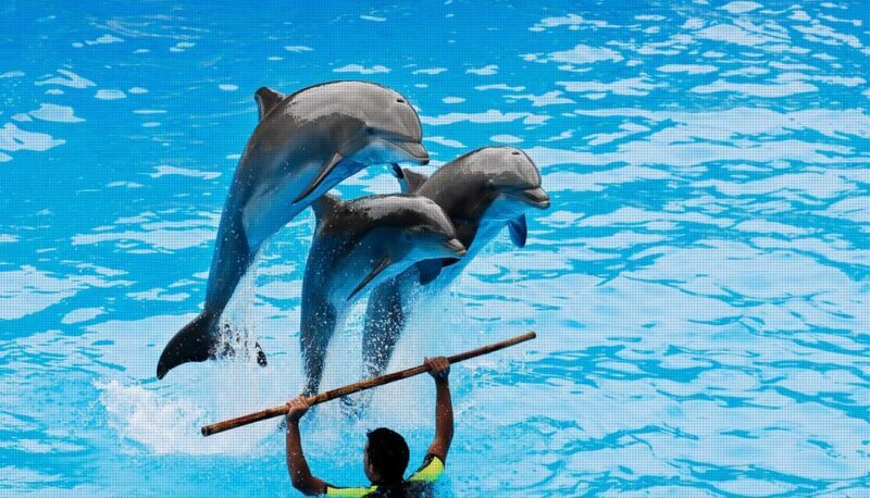 Dolphin Show Free Transfer From Alanya, Side, Kemer,Antalya - Who This Tour Is Best For