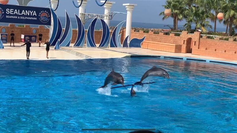 Dolphin Show Free Transfer From Alanya, Side, Kemer,Antalya - FAQs