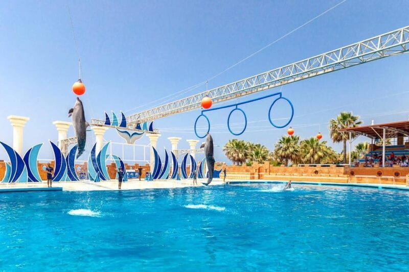 Dolphin Show Free Transfer From Alanya, Side, Kemer,Antalya - Final Thoughts
