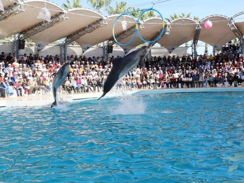 Dolphin Show Tour with Transfer from Alanya & Side - Key Points