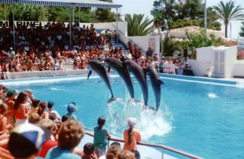 Dolphin Show Tour with Transfer from Alanya & Side - The Experience: What the Show Offers