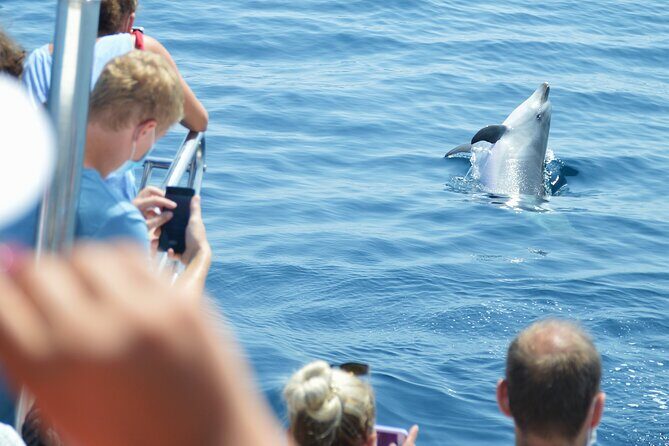 Dolphin Sightseeing Boat Tour from Benalmadena - Practical Tips for Booking and Enjoying Your Trip