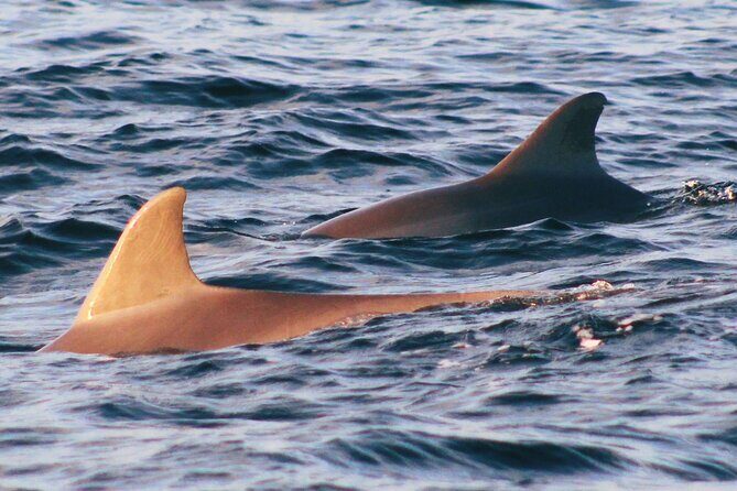 Dolphin Snorkel Tour - Real Traveler Feedback