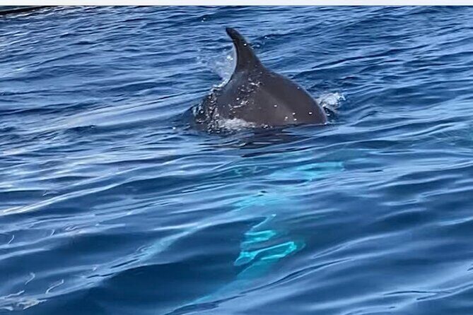 Dolphin-spotting SUP tour with Golfo Aranci aperitif - Exploring the SUP tour in detail