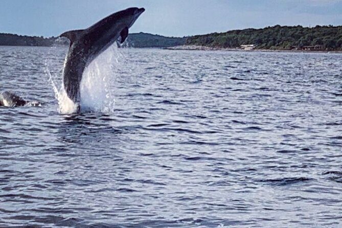 Dolphin Sunrise Adventure with Speedboat - What Makes This Tour Shine