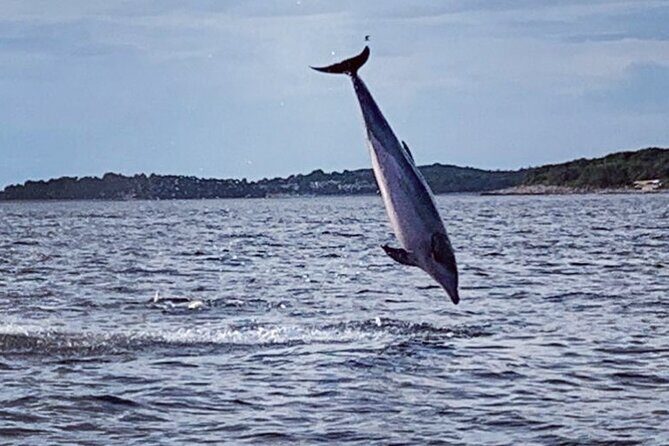 Dolphin Sunrise Adventure with Speedboat - Who Should Consider This Tour?