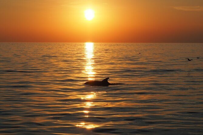 Dolphin Sunset Adventure with Speedboat - The Guide and Experience Quality