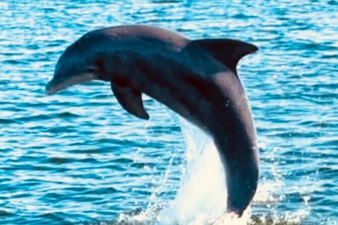 Dolphin Sunset Tour in Orange Beach - Who Is This Tour Best For?
