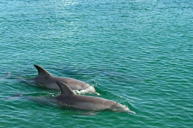 Dolphin Sunset Tour in Orange Beach - FAQs About the Dolphin Sunset Tour in Orange Beach