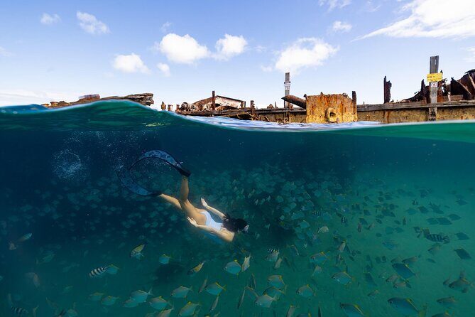 Dolphin & Tangalooma Wrecks Snorkel Cruise & Lunch - Brisbane - FAQs