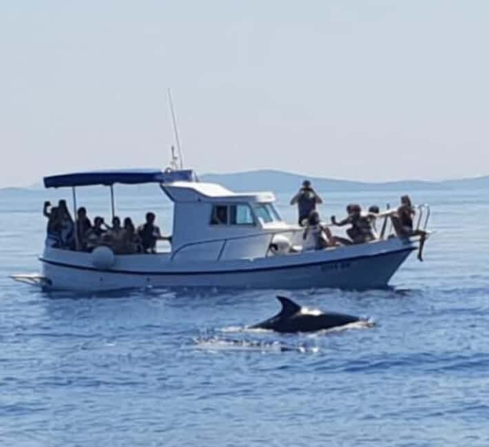 Dolphin tour 2 hours - An In-Depth Look at the Dolphin Tour Experience