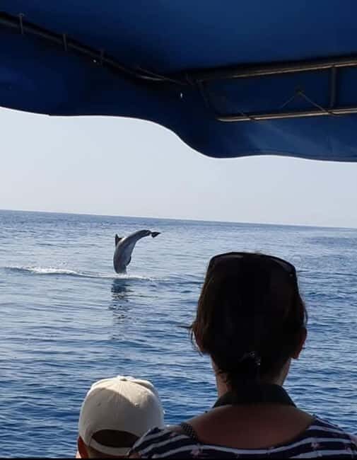 Dolphin tour 2 hours - The Sum Up