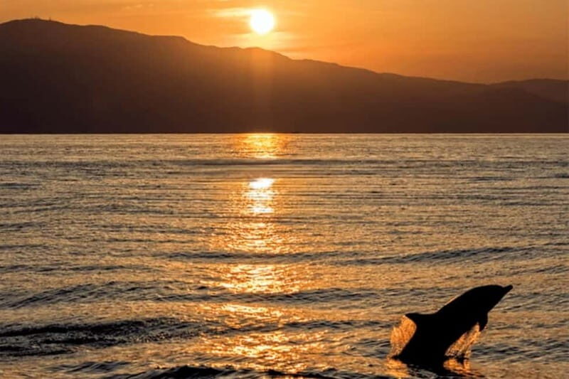 Dolphin Tour  85% chance - All inclusive Drinks + Dinner - The Experience in Detail