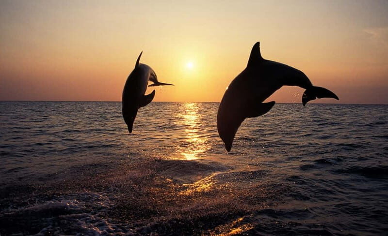 Dolphin Tour  85% chance - All inclusive Drinks + Dinner - Budget and Value
