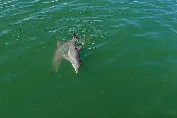 Dolphin Tour in St. Pete Beach - What to Expect from the Dolphin Tour Experience