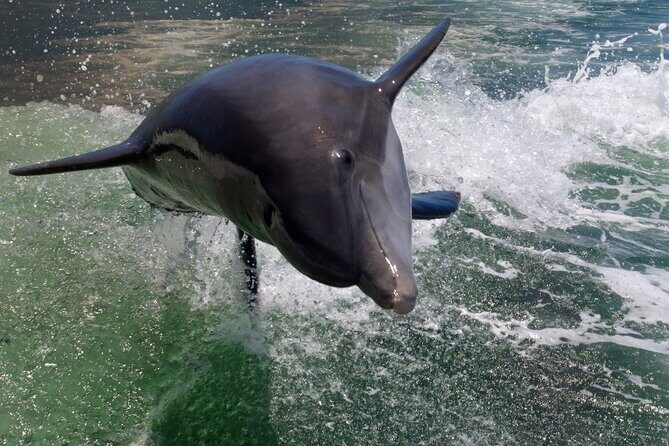 Dolphin Tour in St. Pete Beach - Who Will Love This Tour?