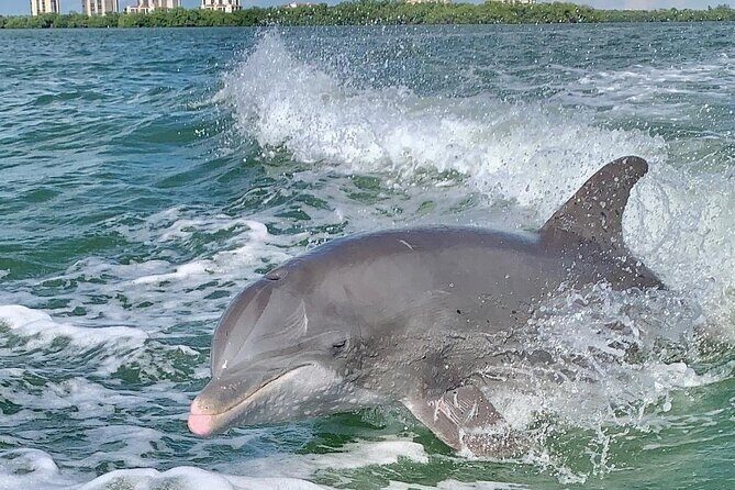 Dolphin Tours - Fort Myers Beach / Naples - Exploring the Dolphin Tours from Fort Myers Beach / Naples
