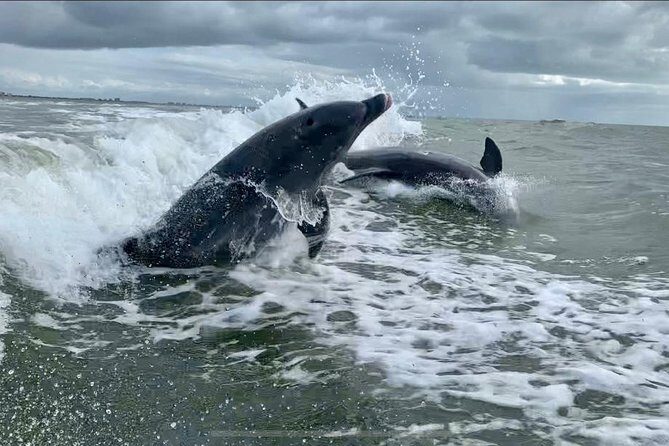 Dolphin Tours - Fort Myers Beach / Naples - Key Points