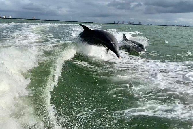 Dolphin Tours - Fort Myers Beach / Naples - Safety and Cancellation Policy
