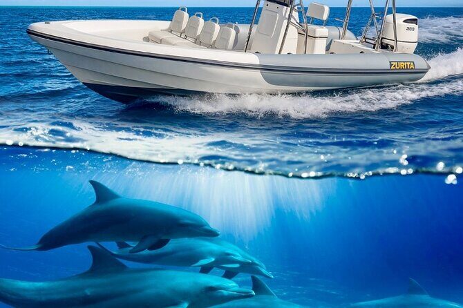 Dolphin Tours in Fuerteventura - What to Expect from the Itinerary