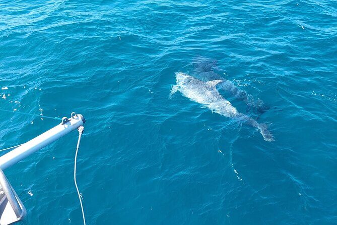 Dolphin trips on a catamaran - Who Is This Trip Best For?