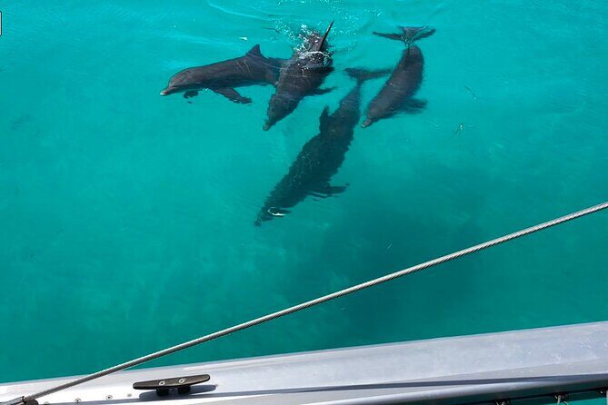 Dolphin Watch + Sunset Sail with Honest Eco - Overview of the Experience