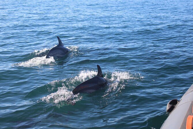 Dolphin Watching + 2 Islands Tour - From Faro - What Travelers Are Saying