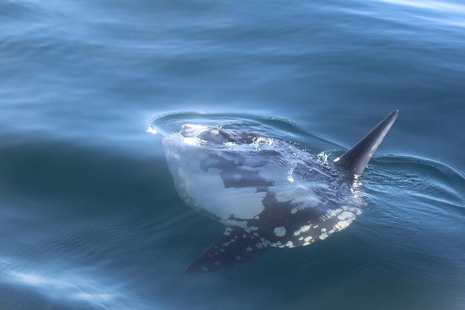 Dolphin Watching + 2 Islands Tour - From Faro - Final Thoughts