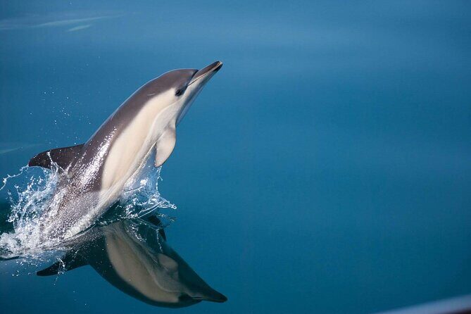Dolphin Watching Adventure in Estepona Bay - The Booking Experience and Practicalities