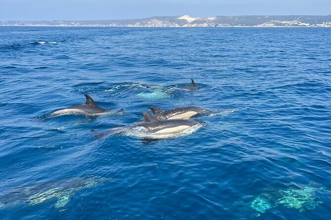 Dolphin Watching and Boat Tour in Sesimbra - Frequently Asked Questions
