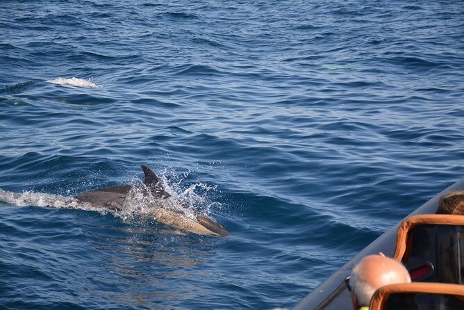Dolphin Watching and Cave Tour from Vilamoura - FAQs
