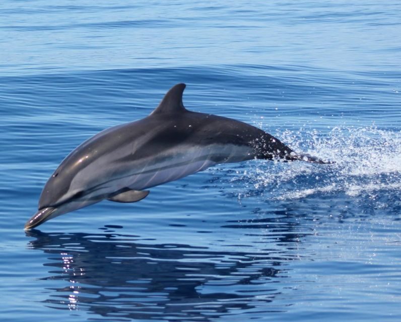 Dolphin Watching and Local Caves - Final Thoughts