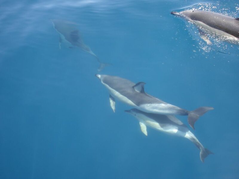 Dolphin Watching and Local Caves - FAQ