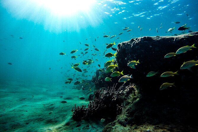 Dolphin Watching and Snorkeling Adventure in Key West - FAQ